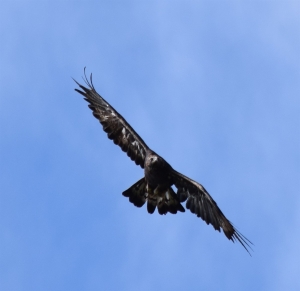 Aquila